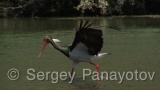 Video of Black Stork - Black Stork hunting fish in Arda river, Bulgaria